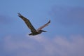 Galapagos brown pelican flying in the blue sky Royalty Free Stock Photo