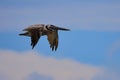 Galapagos brown pelican flying in the blue sky Royalty Free Stock Photo