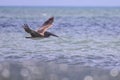 Galapagos brown pelican flying over the sea water Royalty Free Stock Photo