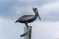 Galapagos Brown Pelican on a log in a cloudy weather Royalty Free Stock Photo