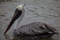 Galapagos Brown Pelican Pelecanus occidentalis urinator swimming in water Galapagos Islands Royalty Free Stock Photo