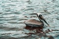 A Galapagos Brown Pelican swimming in water Royalty Free Stock Photo