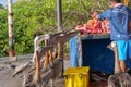 Galapagos brown pelicans waiting to be fed by the local fishermen at the fish market