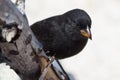 Galapagos Cactus Finch