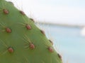 Galapagos Cactus Royalty Free Stock Photo