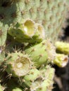 Galapagos Cactus