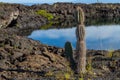 Galapagos Cactus