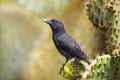 Galapagos Common Cactus Finch Royalty Free Stock Photo