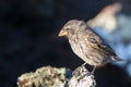 Galapagos Darwin Finch Royalty Free Stock Photo