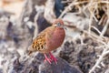 Galapagos dove in Espanola island. Royalty Free Stock Photo