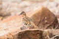 Galapagos dove in Espanola island. Royalty Free Stock Photo