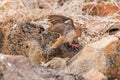 Galapagos dove in Espanola island. Royalty Free Stock Photo