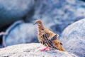 Galapagos dove in Espanola island.