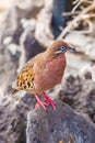 Galapagos dove in Espanola island. Royalty Free Stock Photo