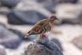 Galapagos dove in Espanola island. Royalty Free Stock Photo