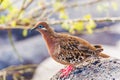 Galapagos dove in Espanola island. Royalty Free Stock Photo