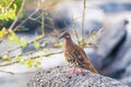 Galapagos dove in Espanola island. Royalty Free Stock Photo