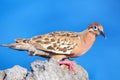 Galapagos dove on Espanola Island, Galapagos National park, Ecuador