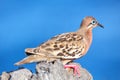 Galapagos dove on Espanola Island, Galapagos National park, Ecuador Royalty Free Stock Photo