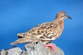 Galapagos dove on Espanola Island, Galapagos National park, Ecuador Royalty Free Stock Photo