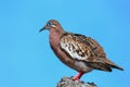 Galapagos Dove on Genovesa Island, Galapagos National Park, Ecuador Royalty Free Stock Photo