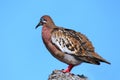 Galapagos Dove on Genovesa Island, Galapagos National Park, Ecuador Royalty Free Stock Photo