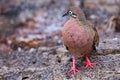 Galapagos Dove on Genovesa Island, Galapagos National Park, Ecuador Royalty Free Stock Photo