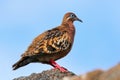 Galapagos Dove on Genovesa Island, Galapagos National Park, Ecuador Royalty Free Stock Photo