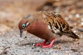 Galapagos Dove on Genovesa Island, Galapagos National Park, Ecuador Royalty Free Stock Photo