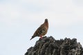 Galapagos dove Royalty Free Stock Photo