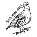 Galapagos dove - vector illustration sketch hand drawn Royalty Free Stock Photo