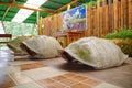 GALAPAGOS, ECUADOR- NOVEMBER, 11 2018: Outdoor view of giant Galapagos turtle shell, located inside of a building for