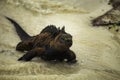 GALAPAGOS, ECUADOR, WILDLIFE - Lizard is walking on the beach Royalty Free Stock Photo