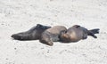 Sea lions sleeping on a shore on Galapagos island