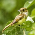 Galapagos Finch Bird Royalty Free Stock Photo