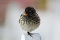 Galapagos Finch Royalty Free Stock Photo