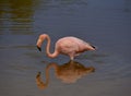 Galapagos flamingo birds