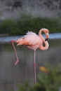 Galapagos Flamingo extends leg