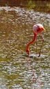 Galapagos flamingo foraging in a salt lake