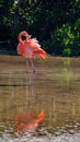 Galapagos flamingo preening in a salt lake