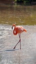 Galapagos flamingo in a salt lake