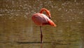 Galapagos flamingo in a salt lake