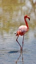 Galapagos flamingo in a salt lake