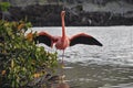 Galapagos Flamingo with wings open in the lagoon of Punta Cormorant Galapagos