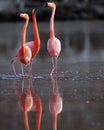 Galapagos Flamingos in mating dance