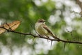 Galapagos flycatcher on a branch full of spines.