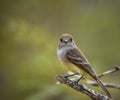 Galapagos flycatcher