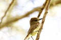 Galapagos Flycatcher 833417