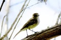 Galapagos Flycatcher 833416