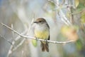 Galapagos flycatcher myiarchus magnirostris in Galapagos islan